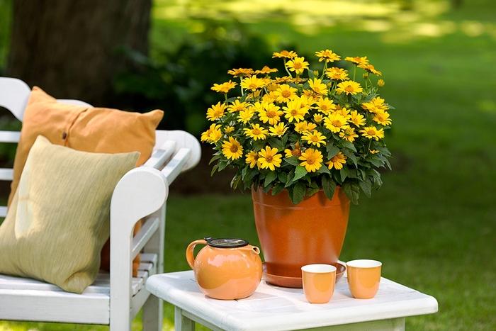 Heliopsis helianthoides Tuscan Sun