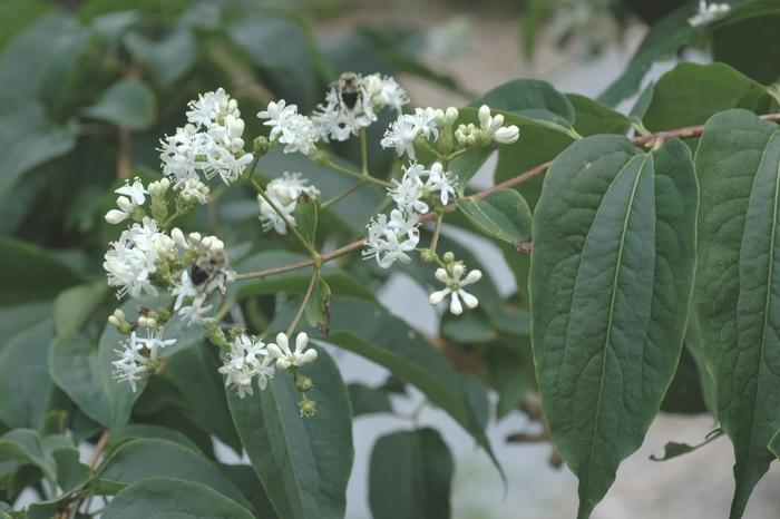 Heptacodium miconioides 