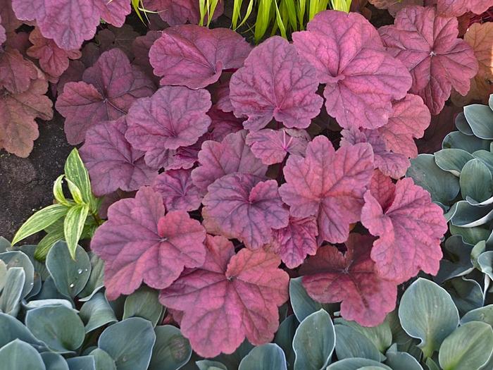 Heuchera Lava Lamp