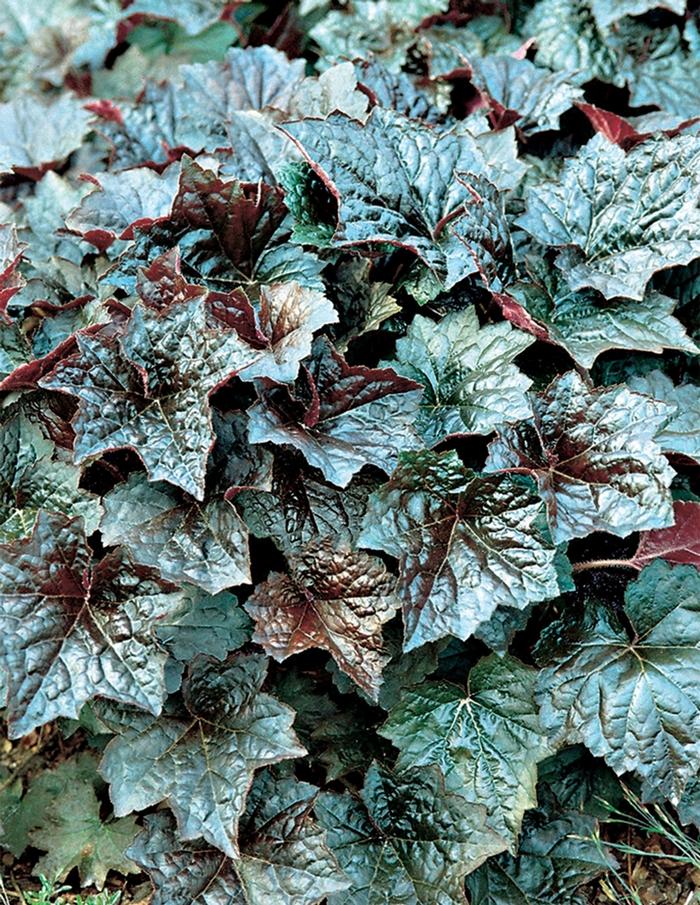 Heuchera americana Palace Purple