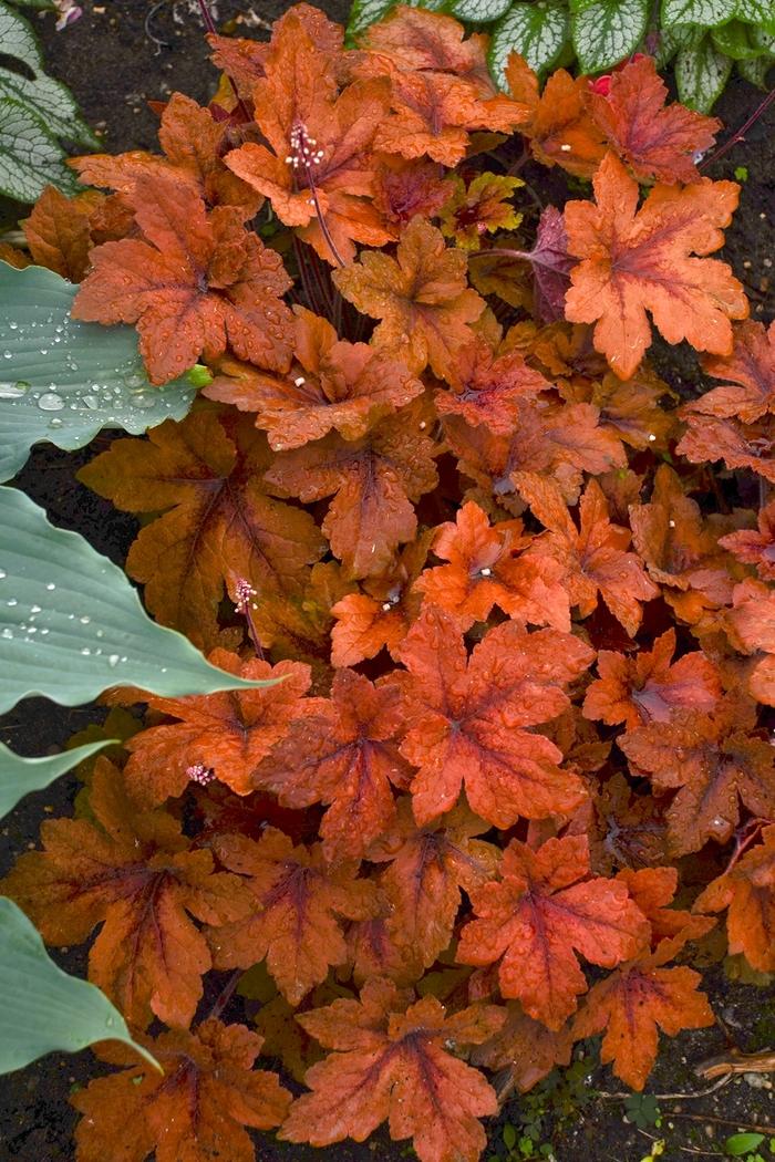 Heucherella Pumpkin Spice