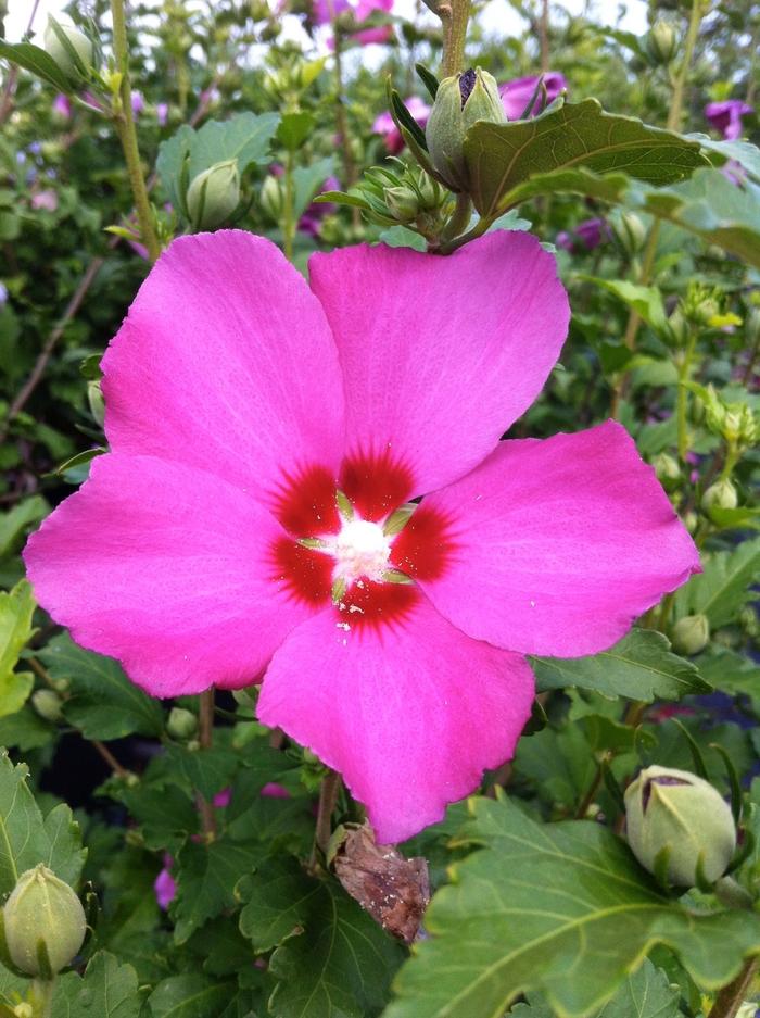 Hibiscus syriacus Aphrodite