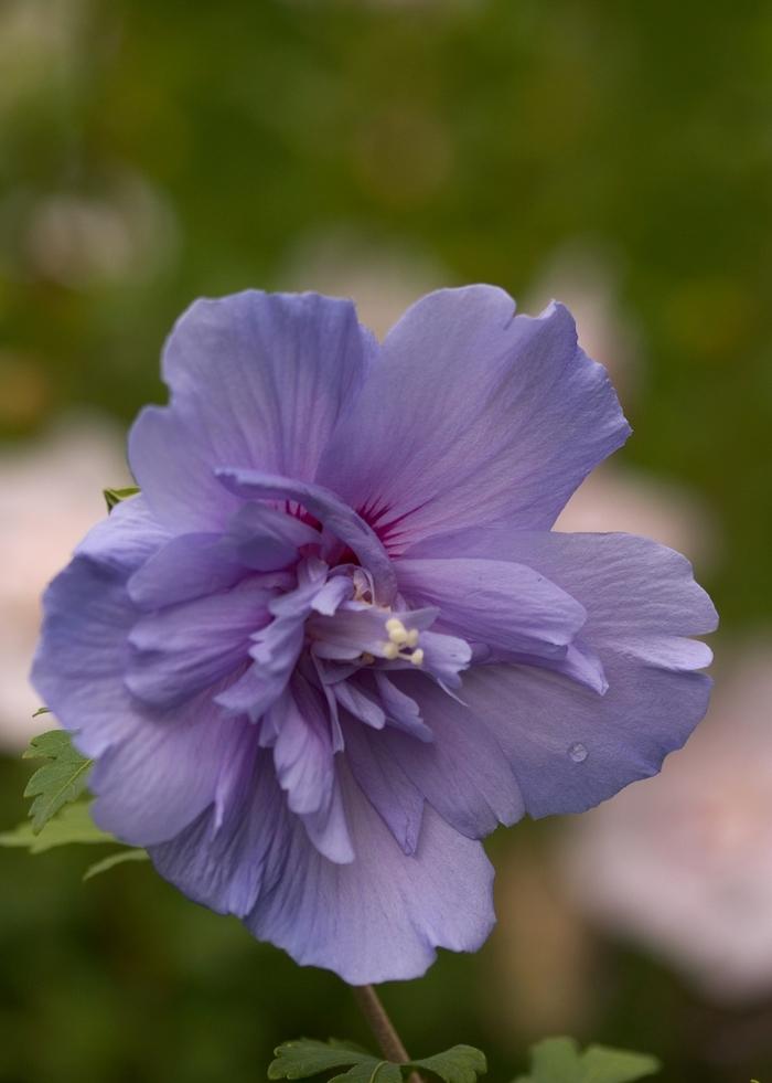 Hibiscus syriacus Blue Chiffon®