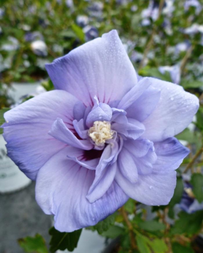 Hibiscus syriacus Blue Satin®