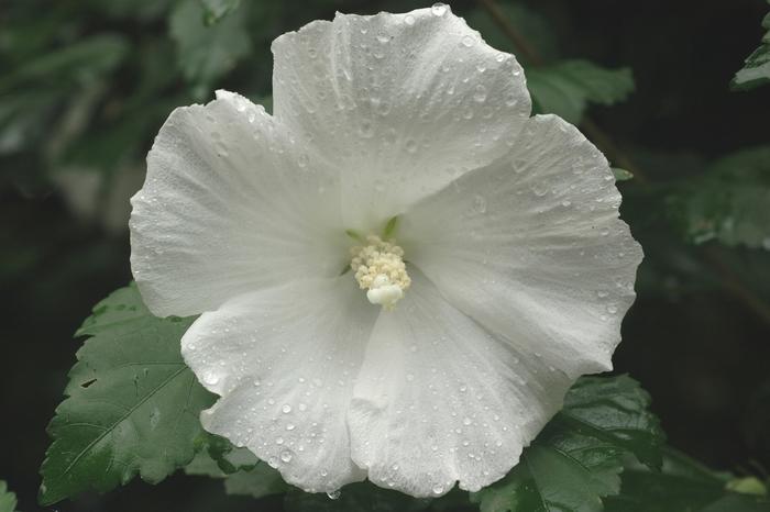 Hibiscus syriacus Diana