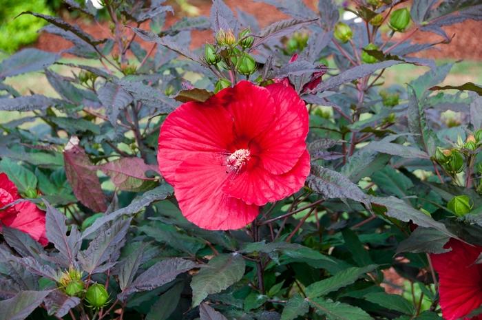 Hibiscus Midnight Marvel