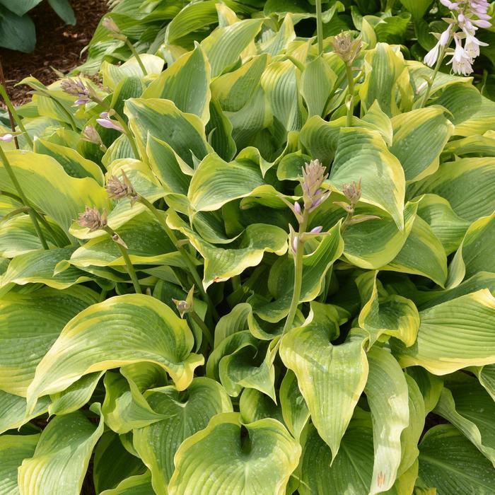 Hosta Atlantis