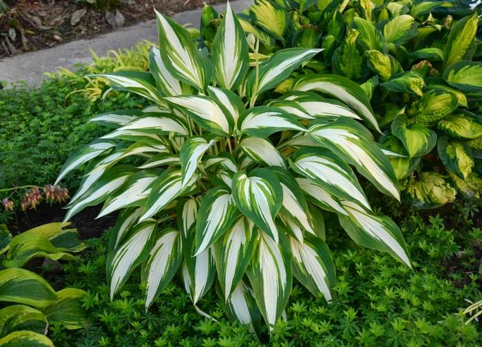 Hosta Cool as a Cucumber