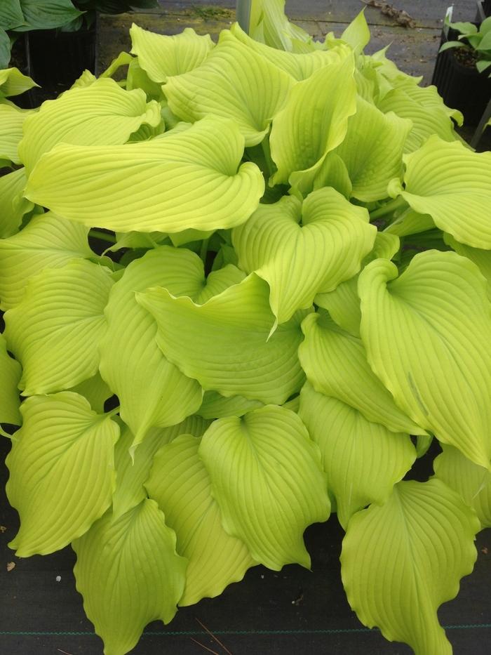 Hosta Dancing Queen