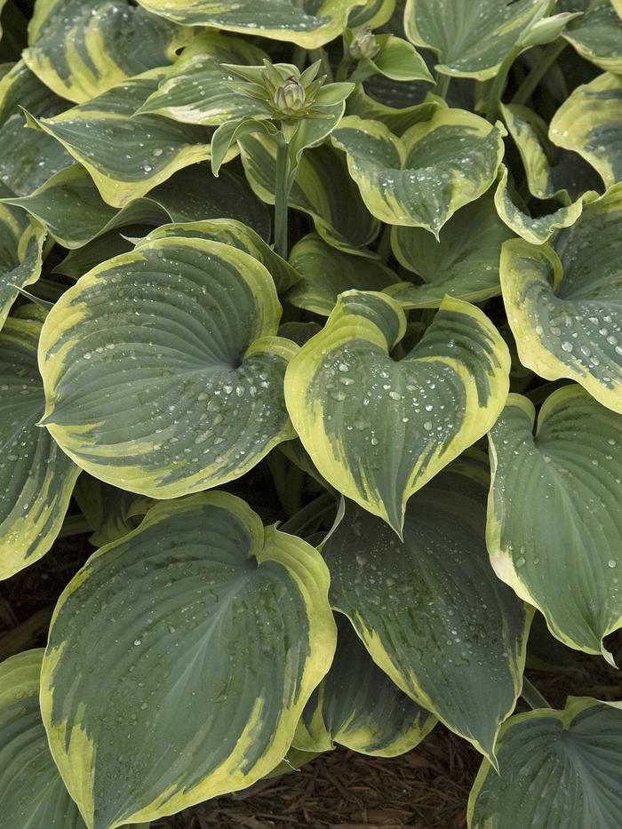 Hosta Earth Angel