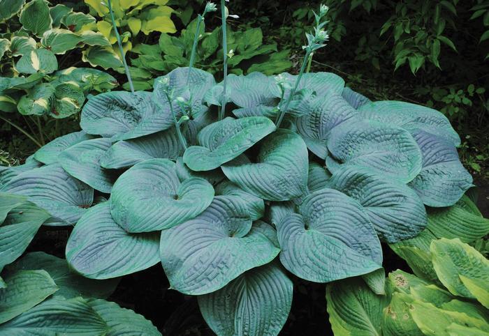 Hosta Humpback Whale