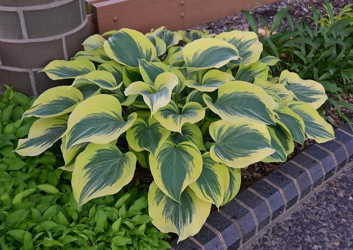 Hosta Liberty