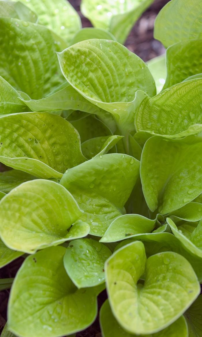 Hosta Maui Buttercups