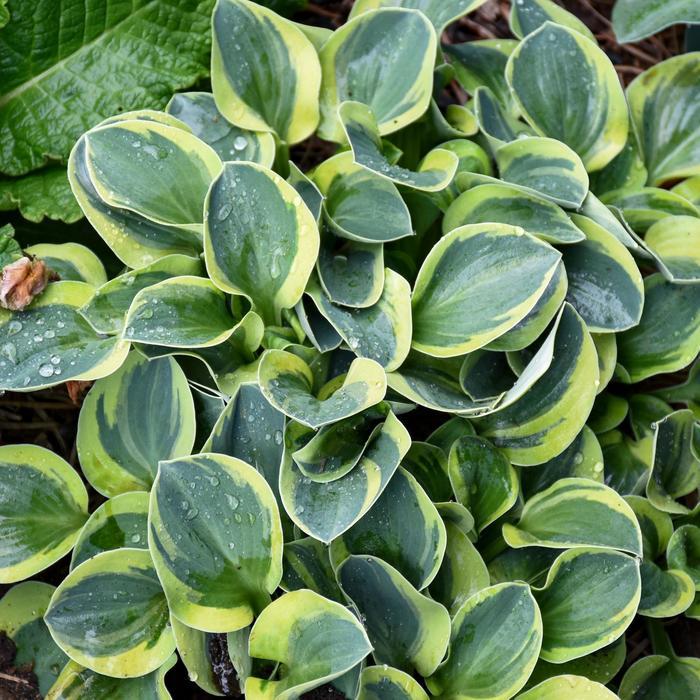 Hosta Mighty Mouse