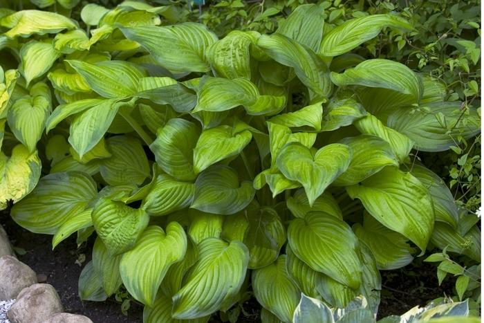 Hosta Stained Glass