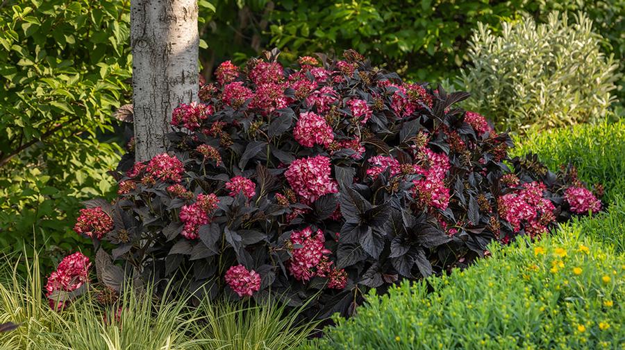 Hydrangea macrophylla Eclipse&reg;