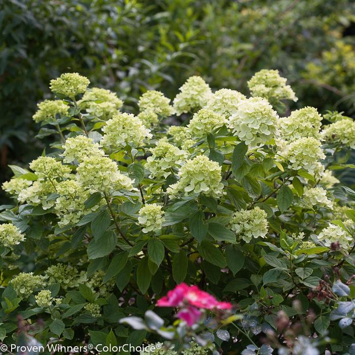 Hydrangea paniculata Little Lime®