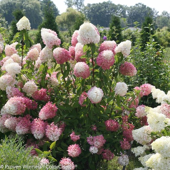 Hydrangea paniculata Zinfin Doll®