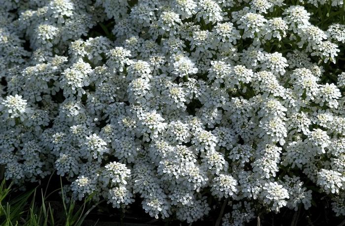 Iberis sempervirens Alexanders White