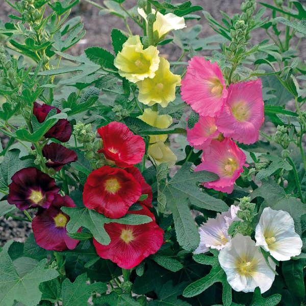 Alcea ficifolia Las Vegas