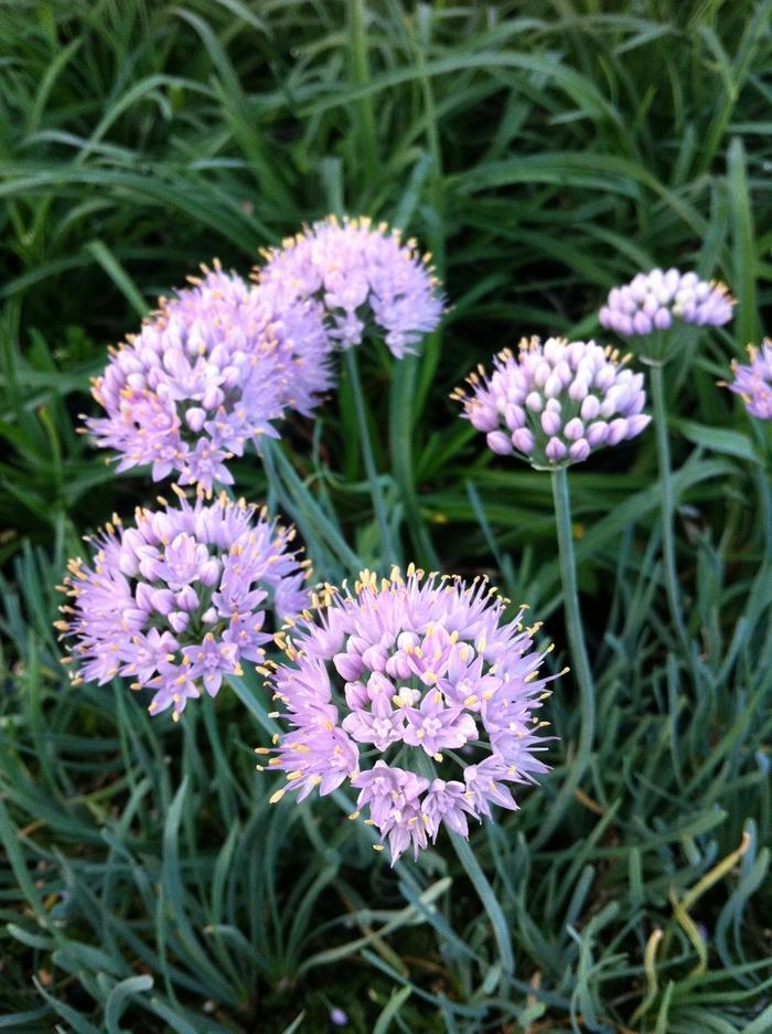 Allium senesens Blue Eddy