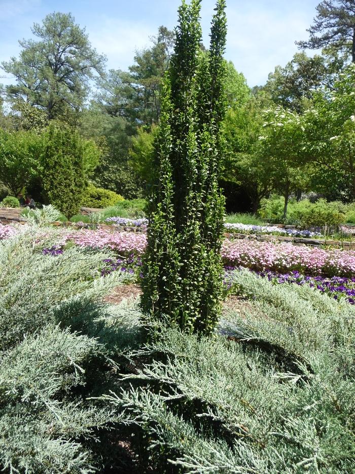 Ilex crenata Sky Pencil