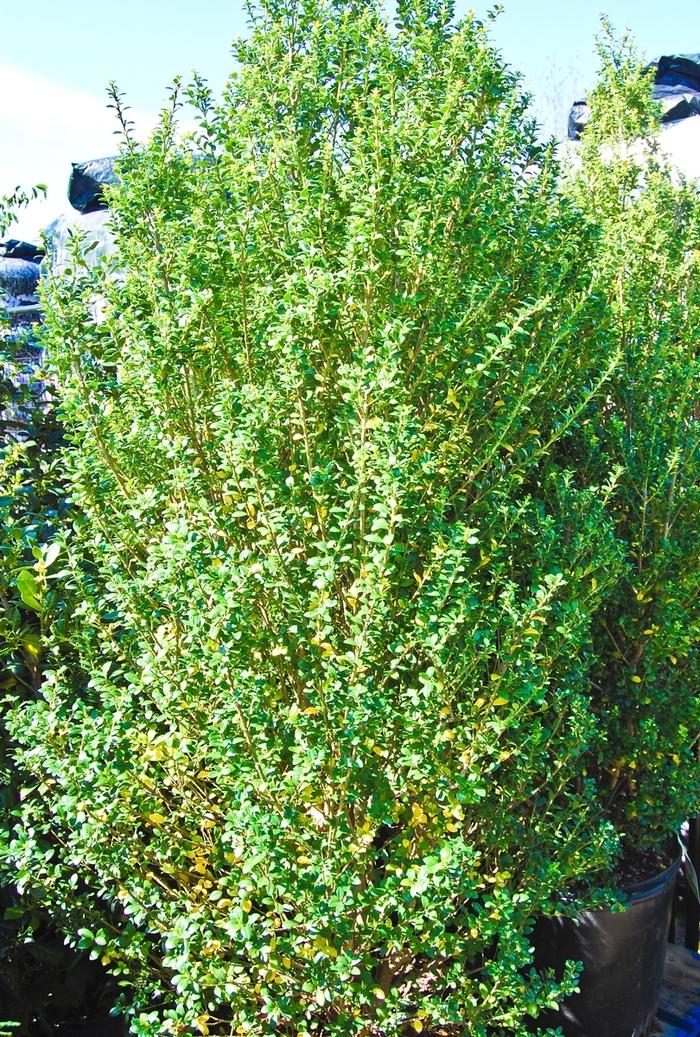 Ilex crenata Steeds