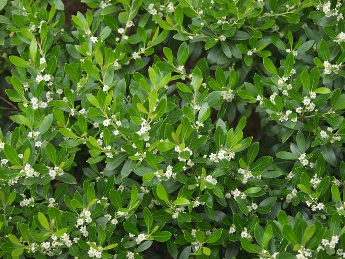 Ilex glabra Compacta