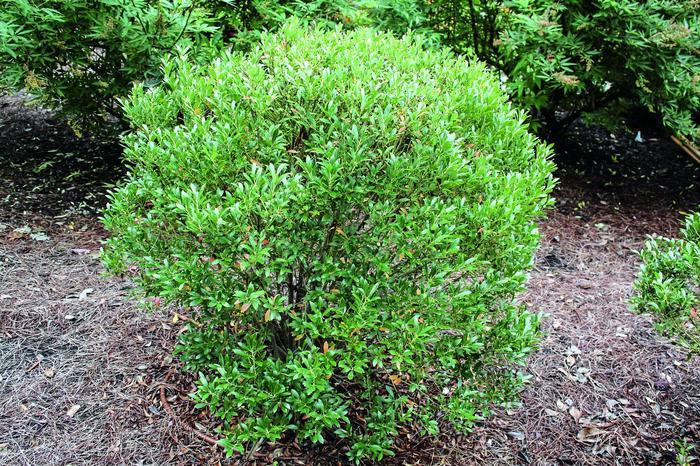 Ilex glabra Shamrock