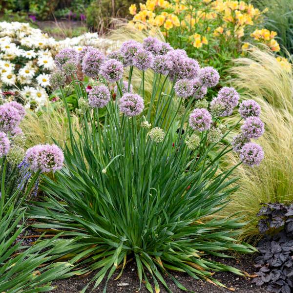 Allium Bubble Bath