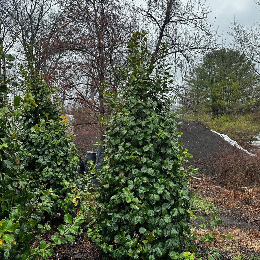 Ilex opaca Satyr Hill