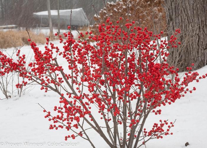 Ilex verticillata Berry Poppins®