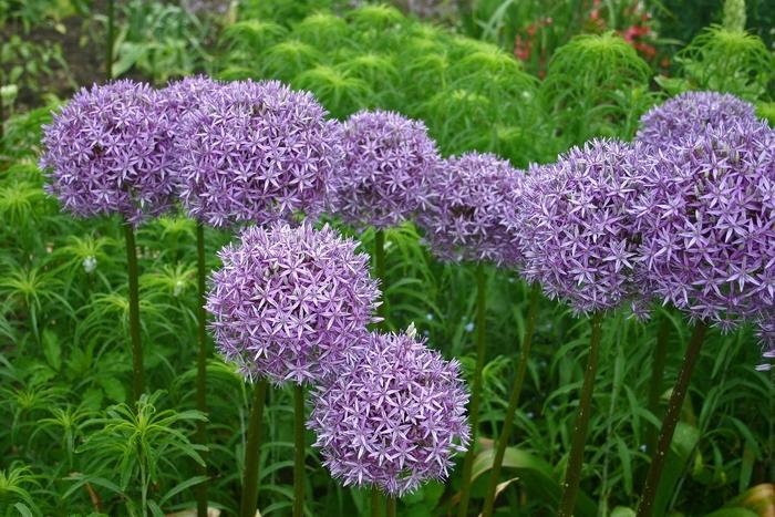 Allium Globemaster