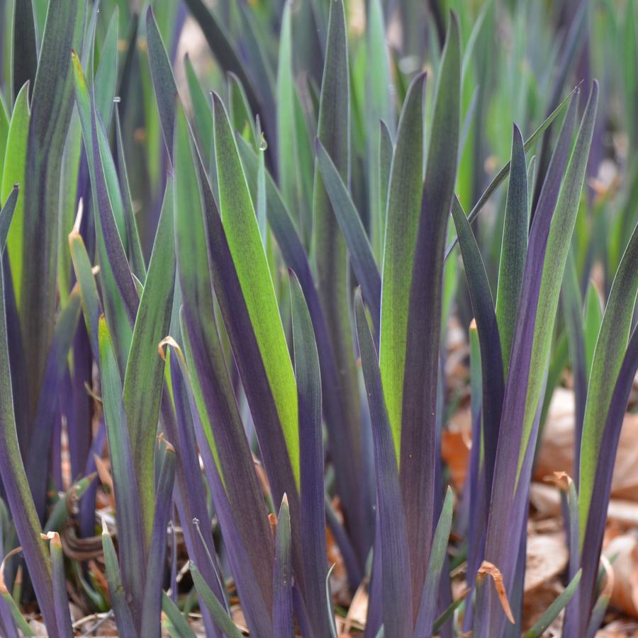 Iris versicolor Purple Flame