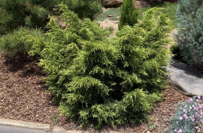 Juniperus chinensis Gold Star