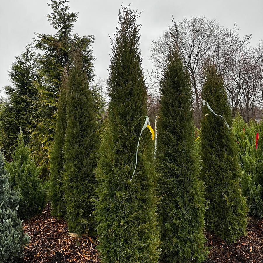 Juniperus virginiana Taylor
