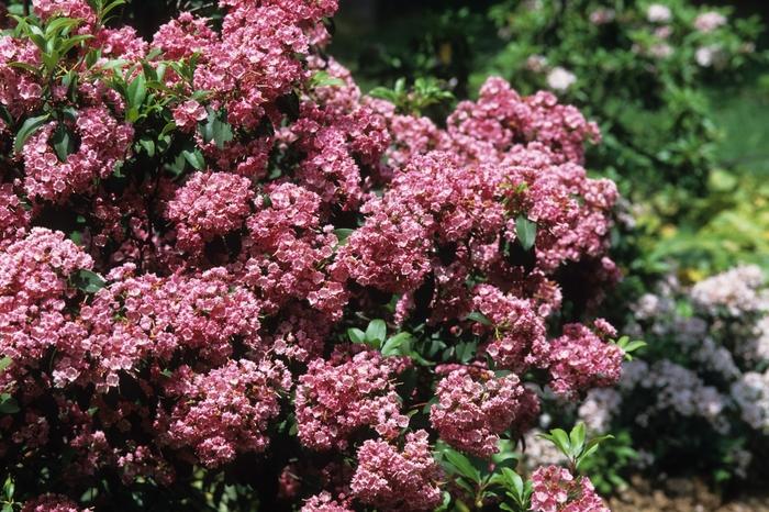 Kalmia latifolia 