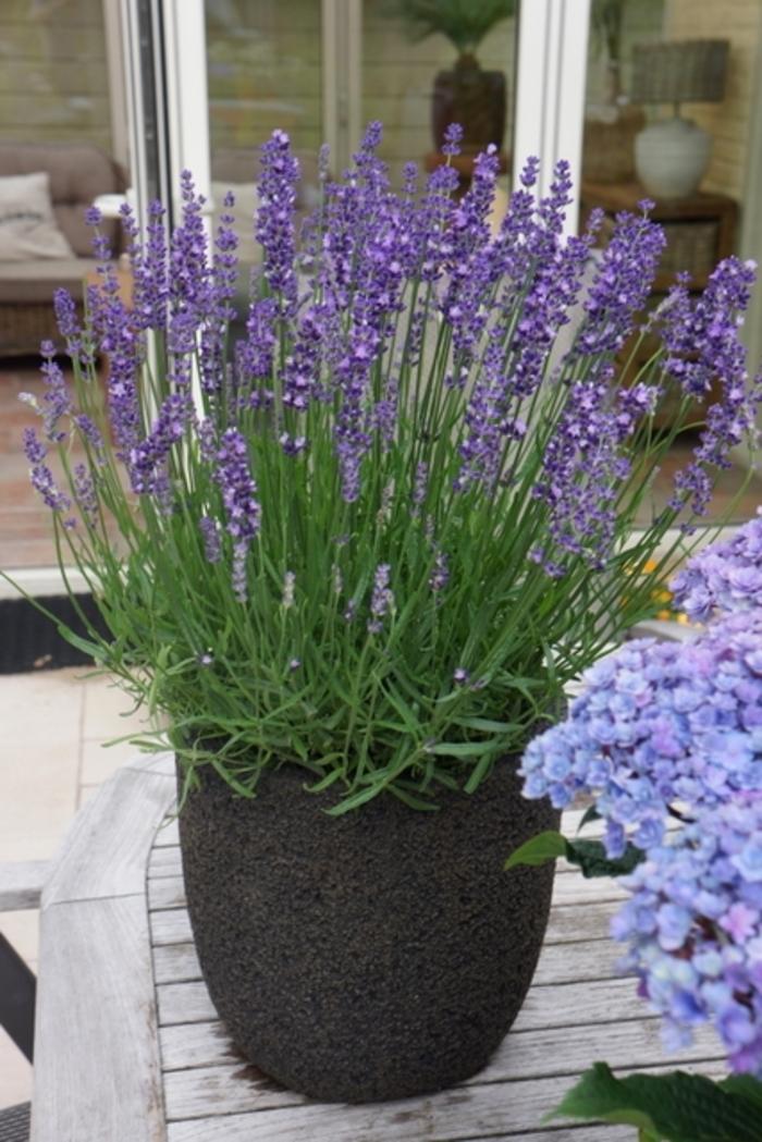 Lavandula angustifolia Big Time Blue