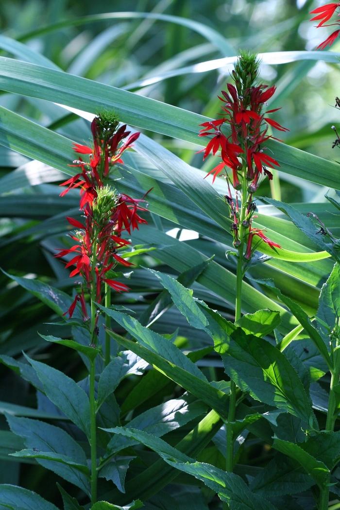 Lobelia cardinalis 