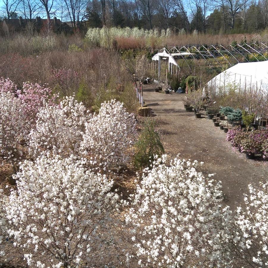 Magnolia stellata Royal Star