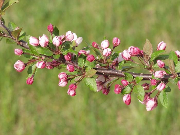 Malus sargentii Candymint