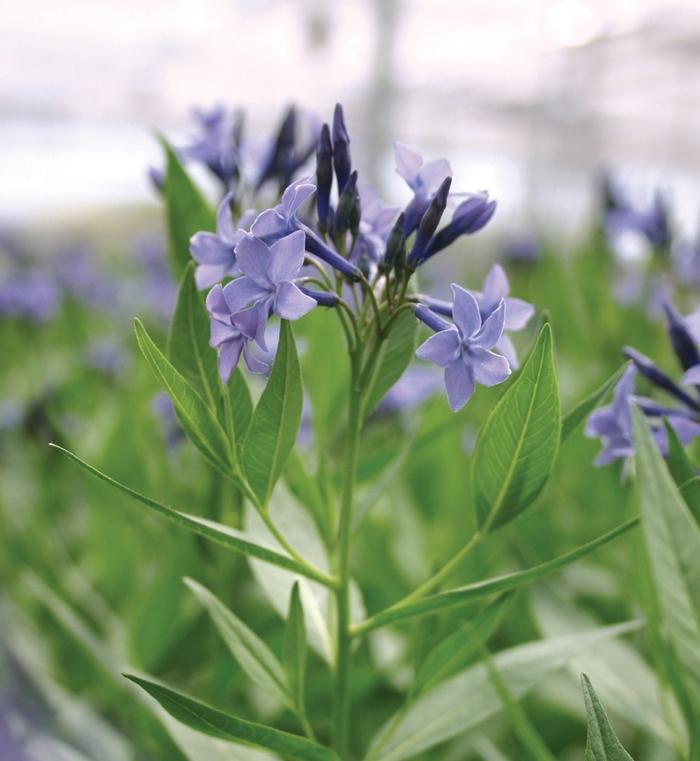 Amsonia Blue Ice