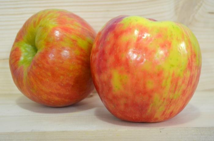 Malus domestica Honeycrisp