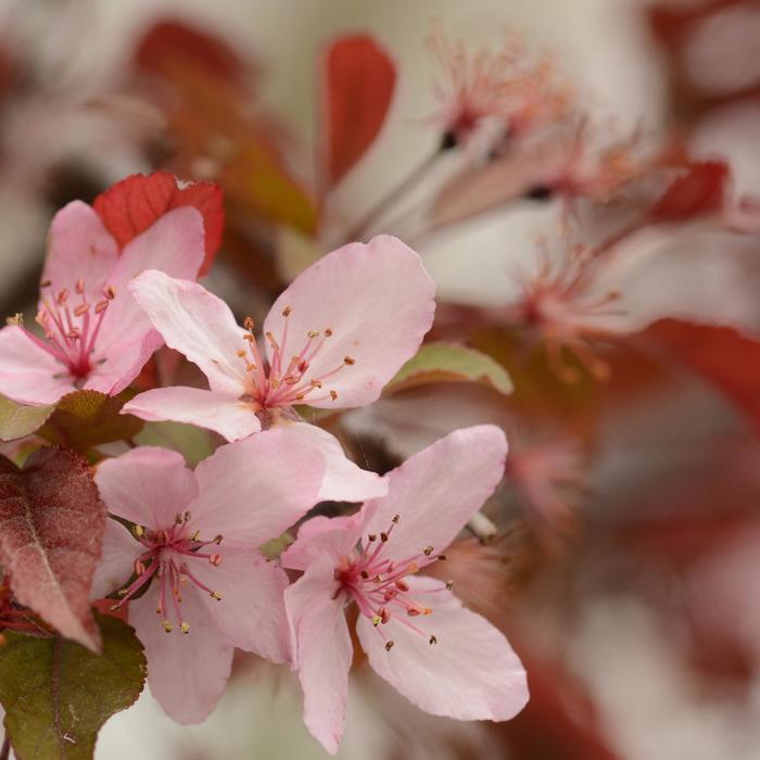 Malus Royal Raindrops®