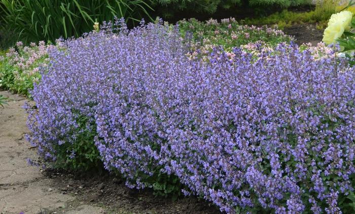 Nepeta x faassenii Purrsian Blue