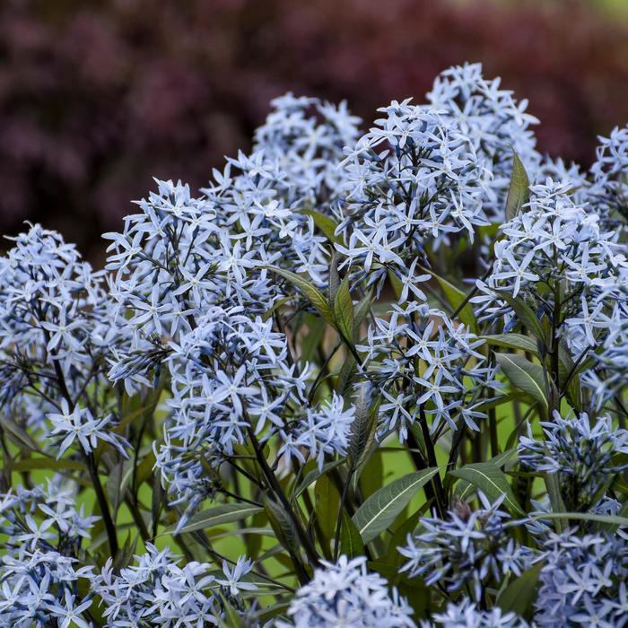 Amsonia tabernaemontana Storm Cloud