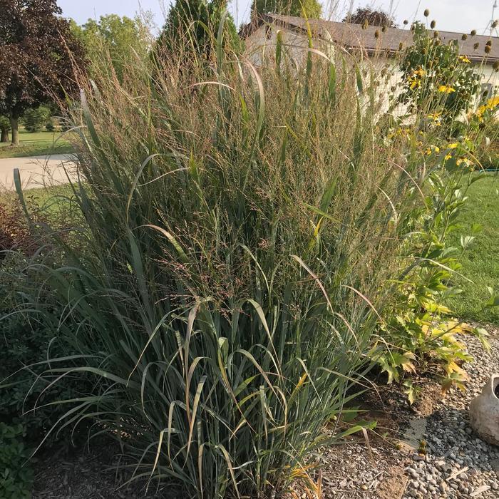 Panicum virgatum Northwind