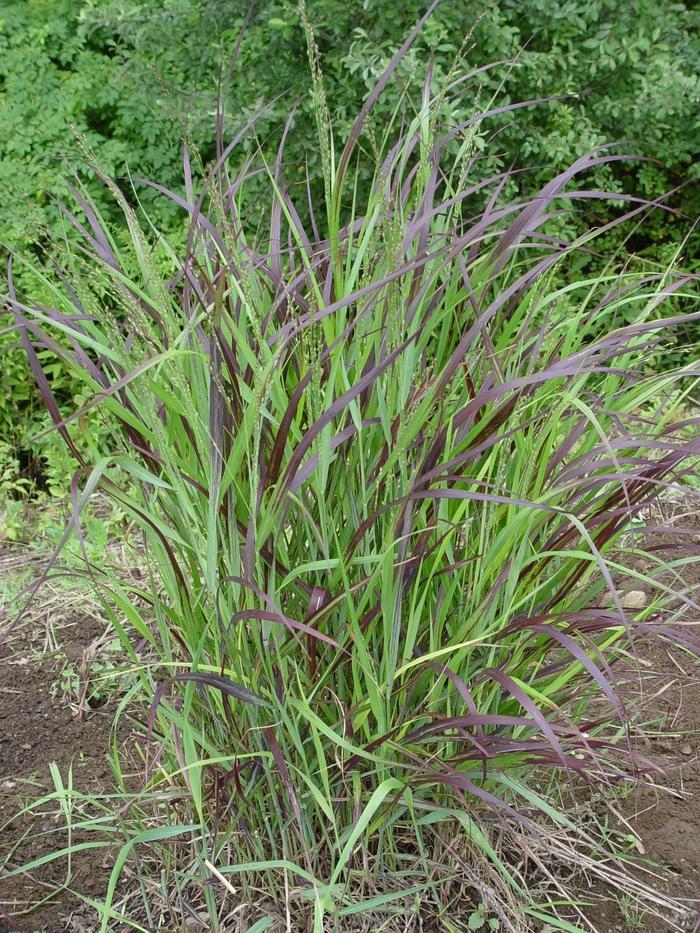 Panicum virgatum Shenandoah