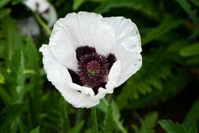 Papaver orientale Royal Wedding