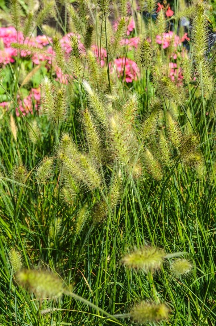 Pennisetum alopecuroides Hameln